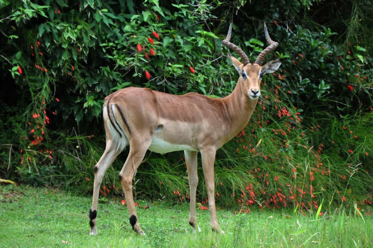 Kruger Park Lodge Unit No. 612 Hazyview Εξωτερικό φωτογραφία